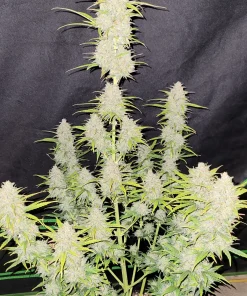 Moby Dick Auto Fem Esrar Tohumu (Fast Buds)