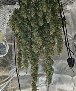 Moby Dick Auto Fem Esrar Tohumu (Fast Buds)