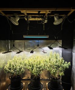 Moby Dick Auto Fem Esrar Tohumu (Fast Buds)