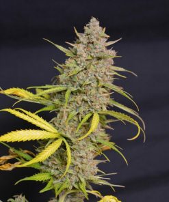 Moby Dick Auto Fem Esrar Tohumu (Fast Buds)