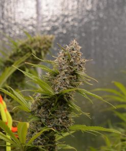 Moby Dick Auto Fem Esrar Tohumu (Fast Buds)