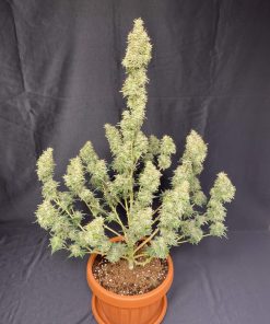 Moby Dick Auto Fem Esrar Tohumu (Fast Buds)