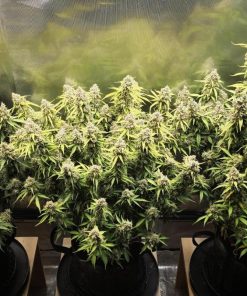 Moby Dick Auto Fem Esrar Tohumu (Fast Buds)