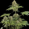 Moby Dick Feminized Esrar Tohumu (Dinafem)
