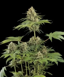 Moby Dick Feminized Esrar Tohumu (Dinafem)
