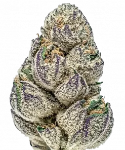 Modified Bananas, tatlı ve yakıtımsı aromasıyla öne çıkan güçlü bir Indica türüdür. Yüksek THC içeriğiyle dikkat çeker. Genetik yapısını keşfedin ve etkilerini görüntüleyin.