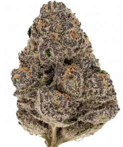 Modified Grapes, tatlı üzüm ve yakıtımsı notalarıyla öne çıkan Indica dominant bir türdür. Yüksek THC içeriğiyle rahatlatıcı etkilerini keşfedin ve genetik yapısını görüntüleyin.