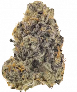 Mokum's Tulip, gül aromaları ve yüksek THC içeriğiyle bilinen dengeli bir hibrit türdür. Gelato ve Sunset Sherbert genetiğini keşfedin ve detayları görüntüleyin.