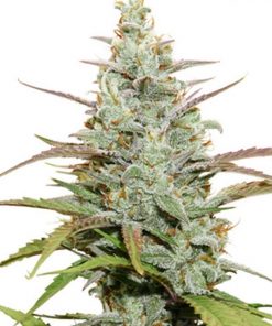 Mokum’s Tulip Feminized Esrar Tohumu (Dutch Passion)