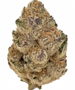 Molotov Cocktail, sert yakıtımsı aroması ve yüksek THC içeriğiyle bilinen dengeli bir hibrit türdür. Yaratıcı etkilerini ve potansiyel faydalarını keşfedin.