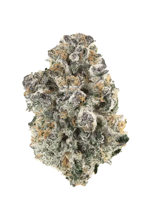 Momochi, bal aromaları ve yüksek THC içeriğiyle öne çıkan Indica dominant bir türdür. Derin rahatlama ve mutluluk sunar. Genetik yapısını keşfedin.