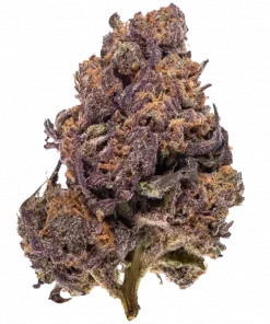 Monkey Berries, tatlı orman meyveleri aroması ve dengeli etkisiyle öne çıkan Indica dominant bir türdür. Yaratıcılığı artırıcı özelliklerini keşfedin ve hemen görüntüleyin.