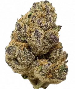 Moon Boots, bal aromaları ve yüksek THC içeriğiyle öne çıkan dengeli bir hibrit türdür. Zihinsel berraklık ve fiziksel rahatlama sunar. Etkilerini keşfedin.