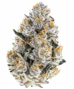 Moonfog, yüksek THC içeriği ve rahatlatıcı etkisiyle bilinen Indica dominant bir türdür. Topraksı ve tatlı aromaları keşfedin. Hemen görüntüleyin.