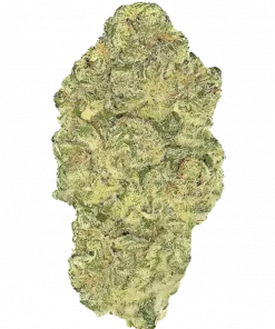 Moon Walkers, kakao aroması ve dengeli etkisiyle öne çıkan bir hibrit türdür. Öfori ve rahatlama sunar. Genetik yapısını keşfedin.