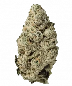 Moonbow, yakıtımsı ve tropikal meyve aromalarıyla öne çıkan dengeli bir hibrit türdür. 'a varan THC içeriğiyle eşsiz deneyimini keşfedin.