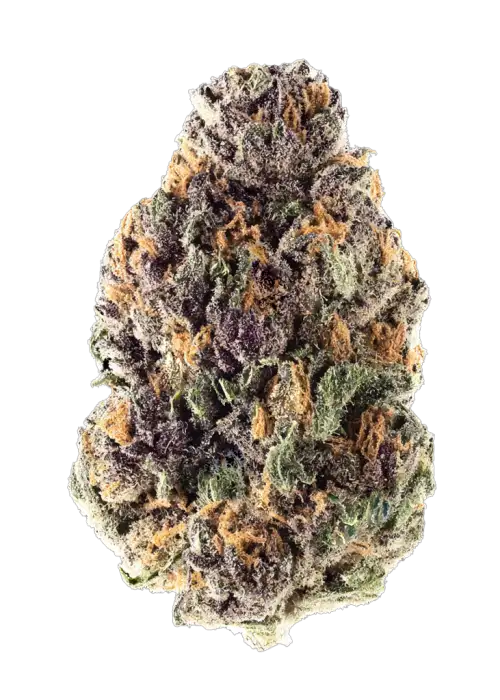 Mora Azul, yakıtımsı ve çiçeksi aromalarıyla öne çıkan Indica dominant bir türdür. 'e varan THC içeriğiyle rahatlatıcı etkilerini keşfedin ve genetik yapısını görüntüleyin.