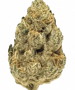 Motavation, yakıtımsı ve tatlı aromalarıyla öne çıkan Indica baskın bir türdür. Rahatlatıcı etkileriyle bilinen bu türün genetik yapısını keşfedin.