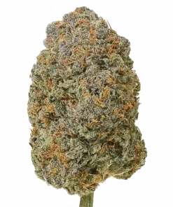 Mother Gorilla, yakıtımsı ve çikolata aromalarıyla öne çıkan Sativa baskın türdür. Enerji ve odaklanma için ideal. Genetik özelliklerini keşfedin.