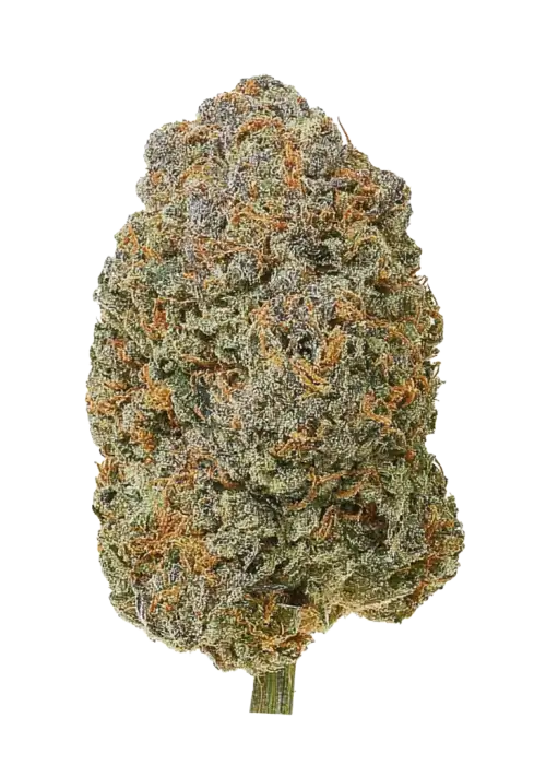 Mother Gorilla, yakıtımsı ve çikolata aromalarıyla öne çıkan Sativa baskın türdür. Enerji ve odaklanma için ideal. Genetik özelliklerini keşfedin.