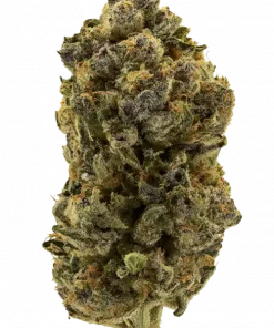 Motor Cake, yakıtımsı ve vanilya aromalarıyla öne çıkan dengeli bir hibrit türdür. Rahatlatıcı etkileriyle bilinen bu türün genetik yapısını keşfedin ve deneyimleyin.