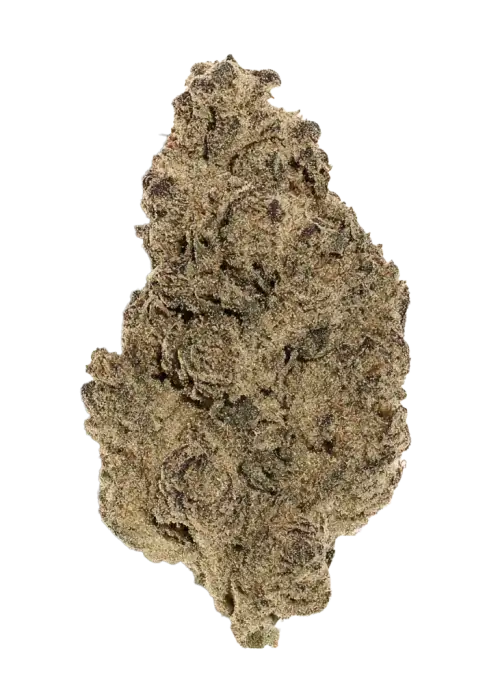 Motor Island, yakıtımsı ve topraksı aromalarıyla öne çıkan Indica dominant bir türdür. Rahatlatıcı etkileriyle bilinen bu türün genetik yapısını keşfedin.