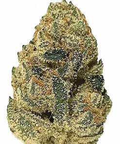 Motorbreath 15, sert yakıtımsı aroması ve yüksek THC içeriğiyle öne çıkan Indica dominant bir türdür. Ağrı ve anksiyeteye karşı potansiyel faydalarını keşfedin.