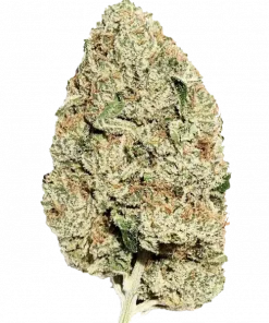 Motorbreath, sert yakıtımsı aroması ve ciğere vuran etkileriyle bilinen Indica baskın bir türdür. Yoğun deneyimi keşfedin ve genetik yapısını görüntüleyin.