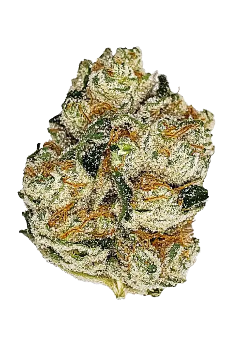 Motorbreath x Sour Face, yakıtımsı, limon aromalı ve yüksek THC'li Sativa baskın bir türdür. Yaratıcılığı ve enerjiyi keşfedin. Hemen görüntüleyin.