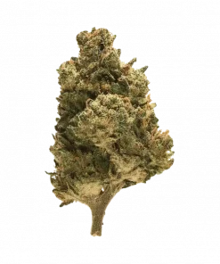 Mr. Clean, tatlı narenciye aroması ve yüksek THC içeriğiyle bilinen Sativa baskın bir türdür. Enerjik etkilerini ve genetik yapısını keşfedin.