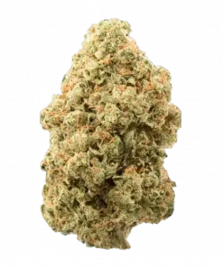 Mr. Jones, sert aroması ve rahatlatıcı etkileriyle bilinen Indica dominant bir türdür. Yüksek THC içeriğiyle öne çıkar. Genetik yapısını keşfedin.