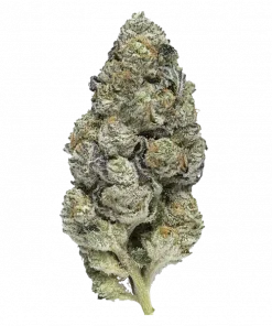 Mule Fuel, sert yakıtımsı aroması ve 'e varan THC içeriğiyle bilinen Indica dominant bir türdür. Bu eşsiz türün genetik yapısını keşfedin.