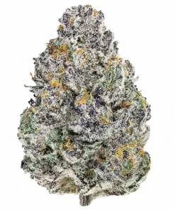 Murder Hornet, tatlı meyve aroması ve dengeli etkileriyle öne çıkan bir hibrit türdür. Yüksek THC içeriğiyle dikkat çeken bu türü keşfedin.