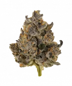 Myrtle Beach, mentol ve tropikal aromalarıyla öne çıkan Indica baskın bir türdür. Yüksek THC içeriğiyle dikkat çeker. Genetik yapısını keşfedin ve etkilerini görüntüleyin.