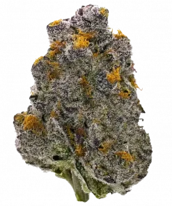 Mythic Cheetah, sert benzin kokusu ve tatlı aromalarıyla öne çıkan dengeli bir hibrit türdür. Yüksek THC içeriğiyle yaratıcılığı keşfedin ve rahatlayın. Görüntüleyin.