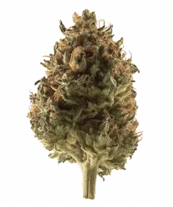 Nam Wah, benzersiz narenciye aroması ve THC oranıyla bilinen Indica baskın bir türdür. Yüksek verim potansiyelini ve faydalarını keşfedin.