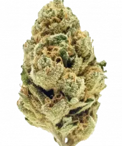 Nepalese, tatlı narenciye aromaları ve enerji verici etkileriyle bilinen 0 Sativa türüdür. Nepal'in eşsiz genetiğini keşfedin ve benzersiz deneyimini görüntüleyin.