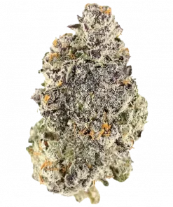 Nerds XO, karpuz aromalı ve yüksek THC'li bir hibrit türdür. Yaratıcılığı artıran etkileriyle öne çıkar. Genetik yapısını ve faydalarını keşfedin.