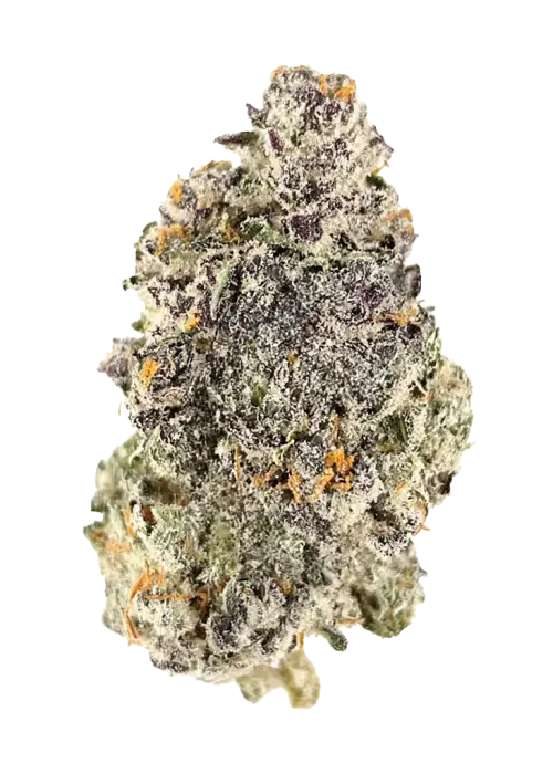 Nerds XO, karpuz aromalı ve yüksek THC'li bir hibrit türdür. Yaratıcılığı artıran etkileriyle öne çıkar. Genetik yapısını ve faydalarını keşfedin.