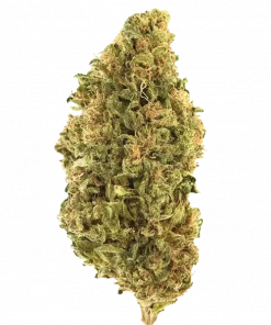 Neville's Haze, yakıtımsı aroması ve yüksek THC içeriğiyle bilinen Sativa baskın bir türdür. Eşsiz genetik yapısını ve potansiyel faydalarını keşfedin.