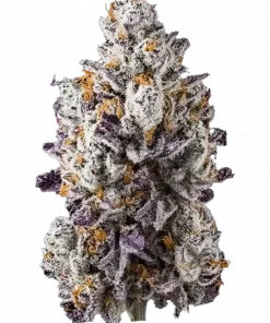 New Money, yakıtımsı ve meyvemsi aromalarıyla öne çıkan Indica dominant bir türdür. Yüksek THC içeriğiyle derin rahatlama sağlar. Genetik yapısını keşfedin.