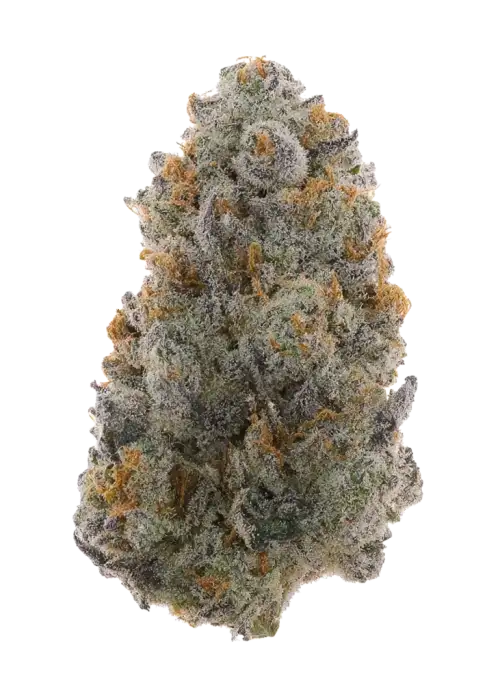 NFSHEEEESH, yakıtımsı ve narenciye aromalarıyla öne çıkan dengeli bir türdür. Ağrı ve anksiyeteye karşı potansiyel faydalarını keşfedin. Özelliklerini görüntüleyin.