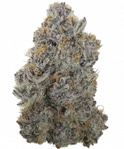 Nieve Navideña, kimyasal limon aroması ve baharatlı notalarıyla öne çıkan dengeli bir hibrit türdür. Yüksek verimli bu türün genetik yapısını keşfedin.