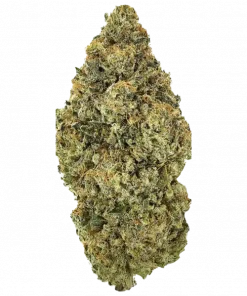 NL5 Haze Mist, toprak ve çam aromalı, enerji verici Sativa baskın bir türdür. Yüksek odaklanma ve yaratıcılık sunar. Genetik yapısını keşfedin.