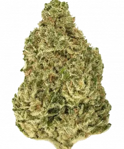 North American Indica, toprak ve çam aromalı, yüksek THC'li bir Indica türüdür. Rahatlatıcı etkileriyle öne çıkar. Genetik yapısını keşfedin ve faydalarını görüntüleyin.