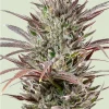 North Thunderfuck Feminized Esrar Tohumu (Royal Queen Seeds)