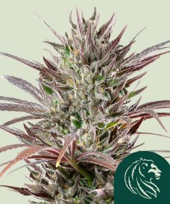 North Thunderfuck Feminized Esrar Tohumu (Royal Queen Seeds)