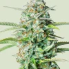 Northern Light Auto Fem Esrar Tohumu (Royal Queen Seeds)