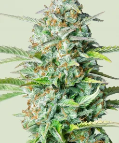 Northern Light Auto Fem Esrar Tohumu (Royal Queen Seeds)