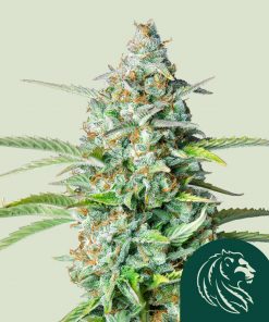 Northern Light Auto Fem Esrar Tohumu (Royal Queen Seeds)